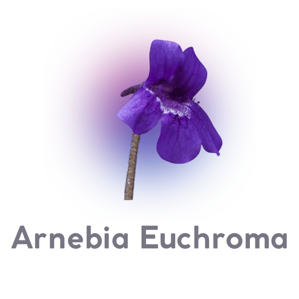 Arrnebia Eurohma