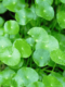 centella asiatica uses for skin